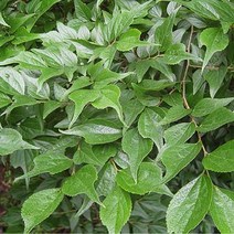 묘목/팽나무 실생1년/10주 W447