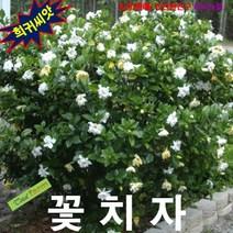 (희귀씨앗) 꽃치자 (Cape Jasmine) 5립, 상세페이지 참조
