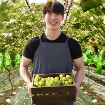 청년농부의 수출용 샤인머스켓, 1박스, 500g(특등급/1수)