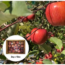 햇살풍경 가정용 흠과 사과 부사 사과 3kg 20과 내외