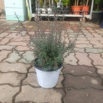 호주매화 중품 야생화 30~50cm 89, 1개