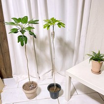 청년농부 선이이쁜식물 대형 황칠나무1m 인테리어식물 공기정화식물 키우기쉬운식물, 비선택(기본포트만)