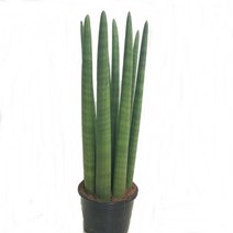 트리앤 1+1 스투키, 08. 일자형 50cm 1개