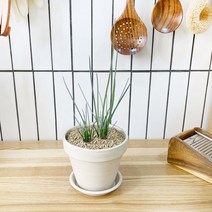 1+1 차이브 키친허브 화분 세트 로즈마리 딜 바질 베란다 텃밭 허브 키우기, H35.차이브, H03.파인애플세이지