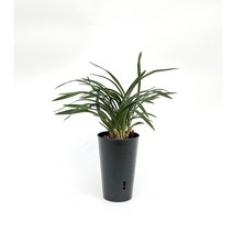 중국춘란 동양란 경찰 승진 축하 기념 선물, 영양제_뿌리깊은나무_일석이조(하늘색)