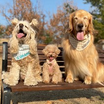 모모스페이스 강아지 스카프 이름 얼굴 대형견 고양이 애견 케이프 악세사리 레트리버 S 2XL, 민트