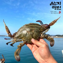 [산지명인] 태안 자연산 활꽃게 2kg 6-10미 제철 암꽃게 숫꽃게, 활꽃게 2kg 6-10미 암수랜덤, 1개