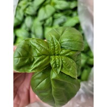 야채왕 향긋한 생바질 스위트바질 생잎 Basil 바실 100그램 500그램, 바실 100g