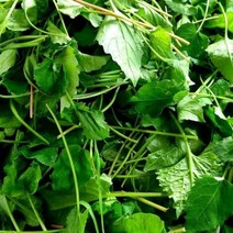 [익산원예농협]당일수확 당일배송 싱싱한 취나물 1~4kg, 4kg, 1개