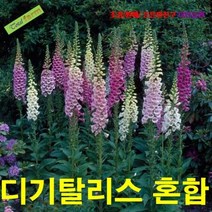씨앗 팝플라워 큰키 디기탈리스 혼합색 50립