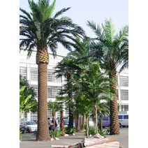 아레카야자조화 인조 화분 피닉스 모형 조형 코코나무, 3m 중동 해초 나무