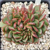 다육식물(드라큐라철화), 1개