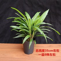 분재 나무 실내외 푸른 녹화 정화 공기 포름알데히드 화분, T03-종려죽 3년묘 6-8그루