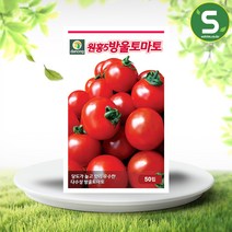 솔림텃밭몰 원홍5호방울토마토씨앗 50립 토마토씨앗 방울토마토, 단품