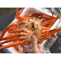 포항 구룡포 산지직송 제철 대게 자숙 연지 홍게 3kg, B급 연지홍게 3kg (12마리내외), 1개