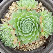 꽃나무팜 벨벳바위솔 월동다육이 국민다육 반려식물 초보 바위솔키우기 공기정화