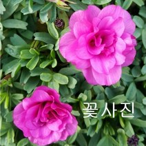 글라브라 더블 핑크 겹 사랑초40 싹이 나오고 있어요