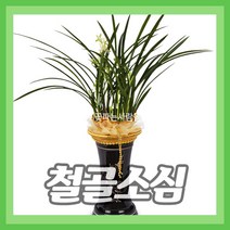 (주)꽃파는사람들 <철골소심>동양란 동양난 난배달 개업 승진 영전 이전 취임 퇴임, 1개” class=”wr-img”></a></div></div></div></div><div class=