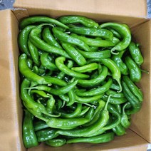 오이맛고추(상)5kg 1박스 자연대로팜웨이, 5kg, 1개