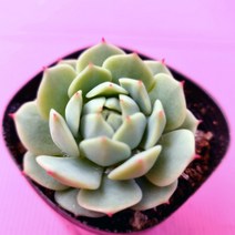 정아 키우기 쉬운 물이 들면 예뻐지는 다육식물 랜덤, 단품