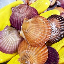 100% 국내산 제철수산물 해산물 통영 굴멍게가리비, 1개, 홍가리비1kg