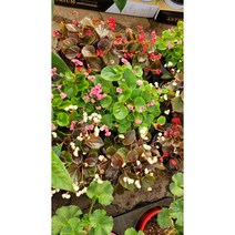 팝콘베고니아 0033번 핑크 화이트 레드 랜덤 공기정화식물/미세먼지/공기정화효과 공기정화식물