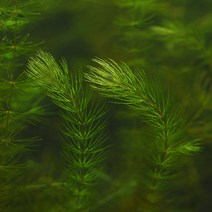미미네플랜츠 마츠모 5~10cm 내외 5촉, 단품