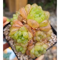 키우기 쉬운 옵튜샤 다육