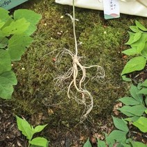 메키운삼 산양산삼 10년근 A+급 10뿌리 산삼 산양삼, 상세페이지 참조, 상세페이지 참조