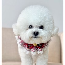 강아지 케이프 레이스 포토존 스카프, 블루오렌지, S