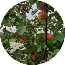 플루오트 자두+살구 유실수 묘목, 에그