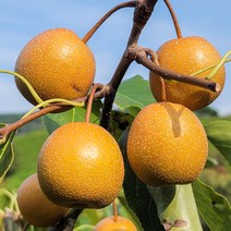 돌배 야생 산돌배 3kg 5kg 10kg, 백운산 야생 산돌배 10kg