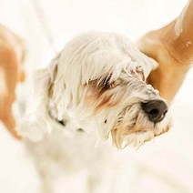 비숑프리제 풍성 곱슬한털 전용 샴푸린스 550ml