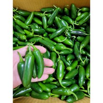 할라피뇨고추 퍼펙트 퍼펙토 아삭이 장아찌용, 3kg