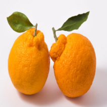 [산지직송] 프리미엄 명품 제주 한라봉 제철과일 가정용 선물용 천혜향 레드향 귤 황금향, [선물용/대과]3kg(9과수 내외)