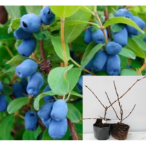 (성실D)하니베리묘목 4치포트(인디고잼) 1그루