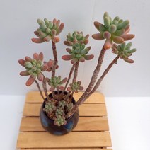 애심 다육이 수형이 튼튼하고 잘자라는 다육식물6-50, 단품
