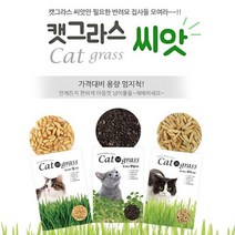 캣닢 고양이풀 고양이간식 고양이풀화분 키우기쉬운 씨앗