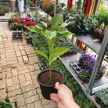 30~50cm 49 외목대 초특가 중품 커피나무, 1개