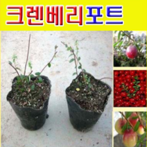 (D소망)크렌베리묘목(실생1년 포트) 2그루