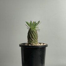 괴마옥 식물만 기본마사 괴마옥키우기 물주기 파인애플 다육이 아프리카식물, 독일 모카, 1개