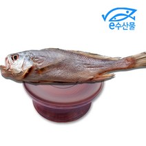마산어시장 반건조 제수용 침조기 대 34cm제사용 침조기 긴가이석태 황민어 굴비 제사생선, 침조기대34cm