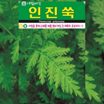 인진쑥 씨앗 1000립/ 야생화 약초 나물 민속채소 토종 주말농장 텃밭 키우기, 1개