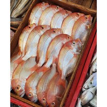 자연산 황돔 뱅코돔 제주직송, 황돔대 1마리(400~450g)