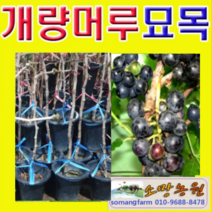 (D소망)개량왕머루묘목 결실주(분) 1그루