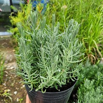 식물사랑꽃농원 /프렌치라벤더