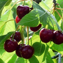 [모든원예조경] 체리나무 묘목 (조대과) 접목1년생 소묘 체리묘목