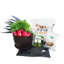 초보 농부 뿌리 채소 키우기 통화분 미니텃밭세트 실내 베란다 텃밭 키친 래디쉬 비트 대파