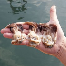 여수 새조개 제철 샤브샤브 손질 실중량 500g 특상급, 1개, 특급 1kg