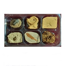 [명작]동물화석6종